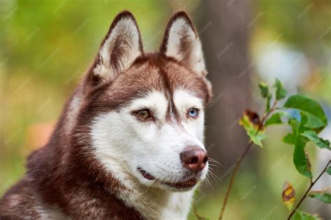 Red Siberian Husky Green Eyes