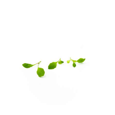 Micro Dandelion