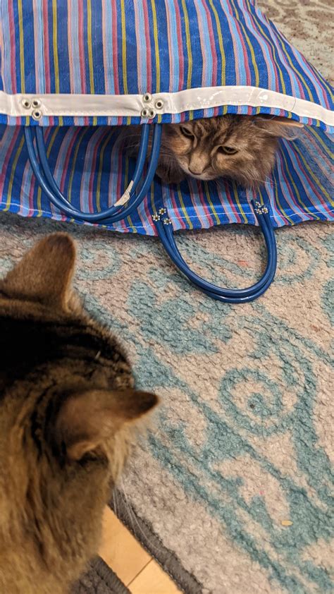 Oh great cat of the bag, what is your wisdom? : r/cats