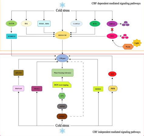 Frontiers | Research progress on the physiological response and ...