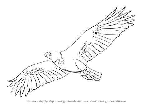 Soaring Eagle Sketch at PaintingValley.com | Explore collection of ...