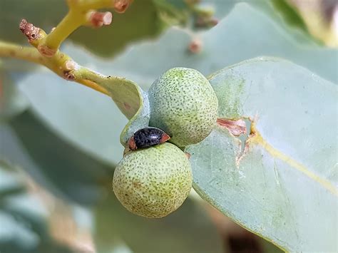 Cryptolaemus montrouzieri – Ausemade