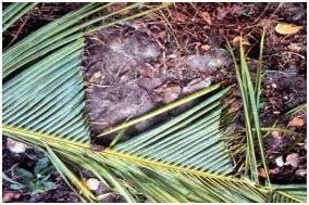 TNAU Agritech Portal :: Crop Protection