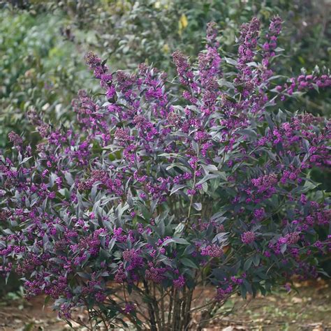 Pearl Glam Callicarpa | Spring Meadow - wholesale liners - Spring ...
