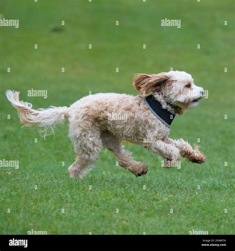 Image result for Cockapoo Running