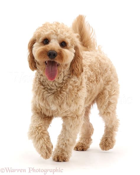 Image result for Adult Cockapoo No Background