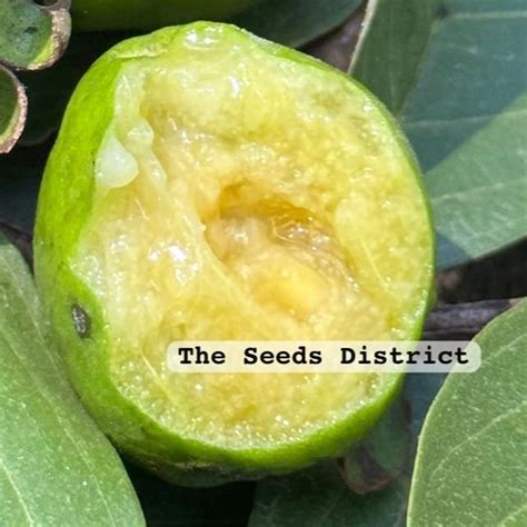 Psidium grandifolium Live Plant – veliyathgardens