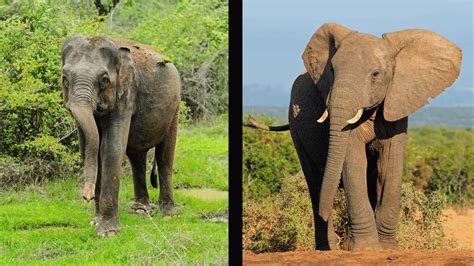 Indian Elephant Vs African Elephant - BuzzEnviro.com
