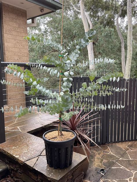 Growing Eucalyptus In Pots