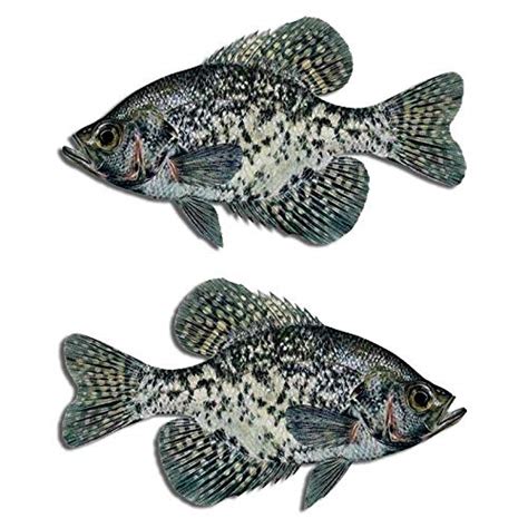 Buy Aftershock Decals Black Crappie Fish Decal Set Boat Fishing Truck ...