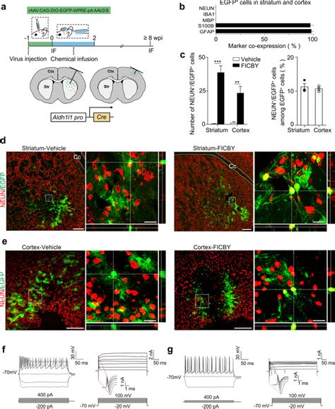 Image result for Astrocyte Neuron Reprogramming