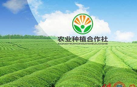 农民专业合作社陆续恢复农业生产 图片 | 轩视界
