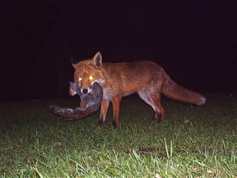 TrogTrogBlog: What do foxes like to eat?