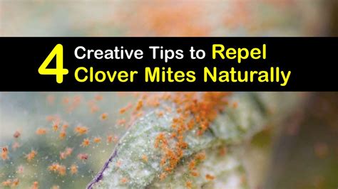 Details and Tips about Clover Mite Control