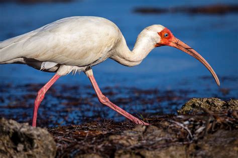Formidable Info About Is Ibis Good For Photography Blog | Berkshire Worms