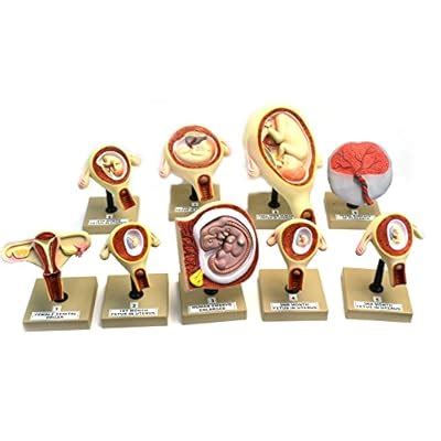 Eisco Labs Pregnancy Series - EmbryonicFetal India | Ubuy