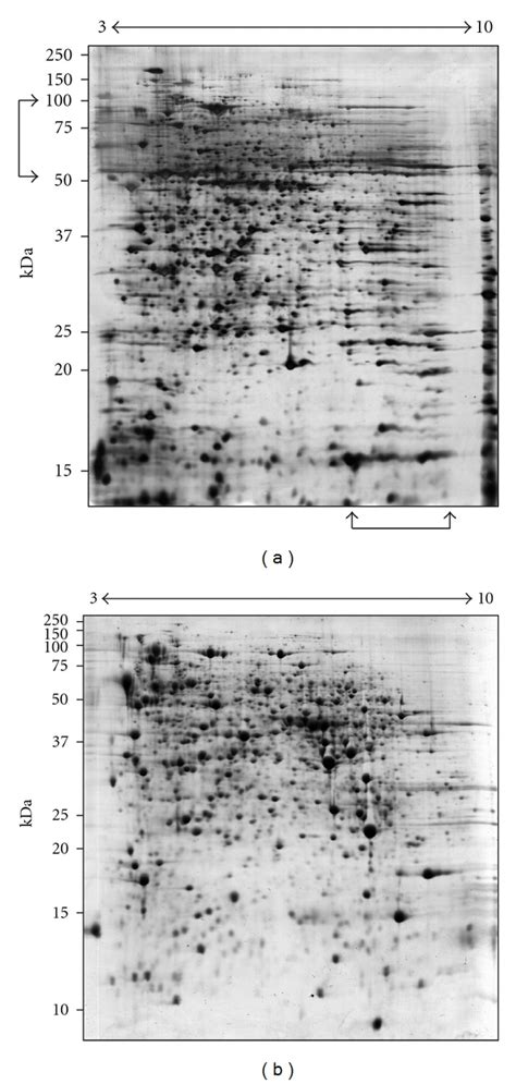 Image result for Protein Extraction Protocol