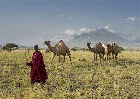 Maasai Pastoral Traditions: Herding Practices in East Africa