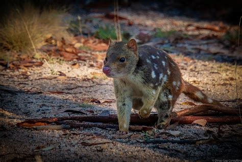 Tiger Quoll Habitat at Lucile Hart blog