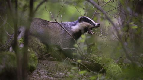 Download wallpaper forest, branches, pose, mouth, badger, section ...