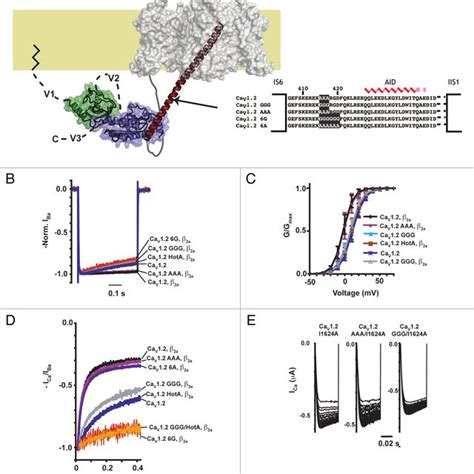 Image result for Calcium Channel Complex