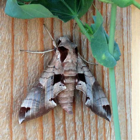 Achemon Sphinx Moth - Eumorpha achemon | debraturner | Flickr