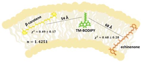 Modulation of Membrane Microviscosity by Protein-Mediated Carotenoid ...