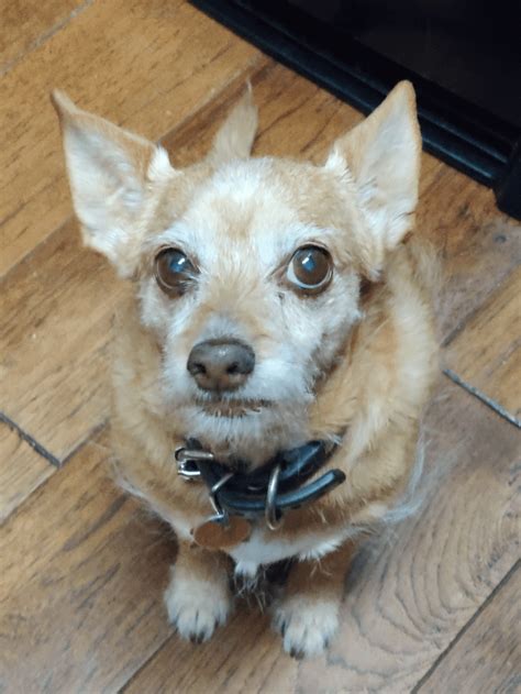 Senior dog peeing on carpet, which solution shall we pick? : r/DogAdvice