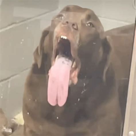 Dog Screaming Meme