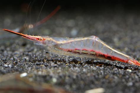 Buy Caridina Shrimp Online in India – Best4Pets
