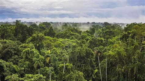 亚马逊雨林-谷歌地图观察