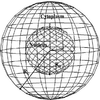 Cellular Model Simulation 的图像结果