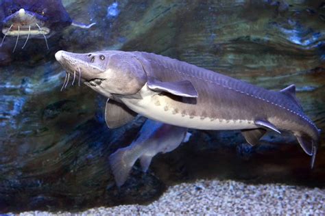 Kaluga Sturgeon Pictures - AZ Animals