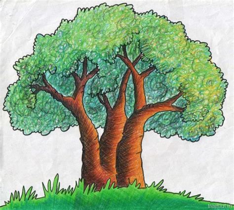 Tree Drawing Shading 的图像结果