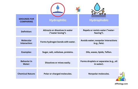 Difference Between Hydrophilic And Hydrophobic | Diffeology