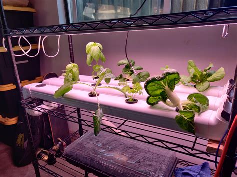 NFT Hydroponics 的图像结果