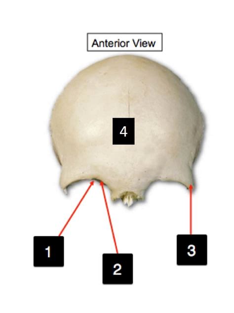 Image result for Frontal Bone Function