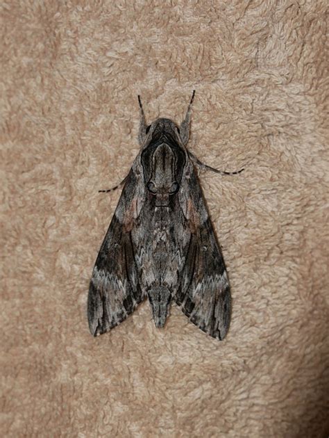 Image result for Moth Insect