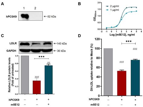 Generation of a Novel High-Affinity Antibody Binding to PCSK9 Catalytic ...