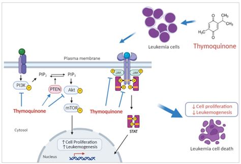 Thymoquinone Inhibits JAK/STAT and PI3K/Akt/ mTOR Signaling Pathways in ...