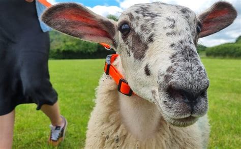 A must do activity when in Somerset - Reviews, Photos - Somerset Sheep ...