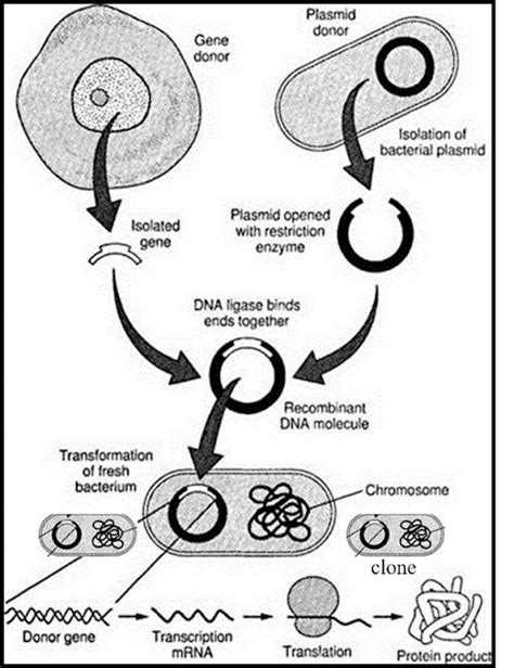 Cloning 的图像结果