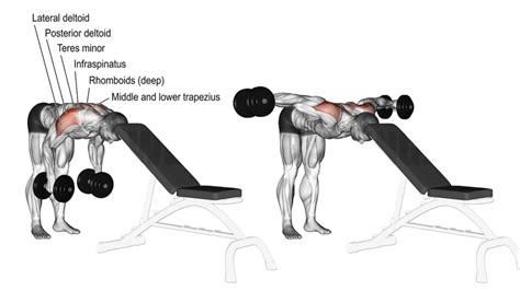 Image result for Bent Over Dumbell Flys Using Bench