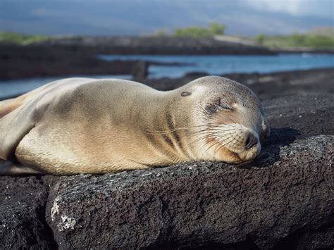Galapagos Islands Animals | Facts, Information and Habitat
