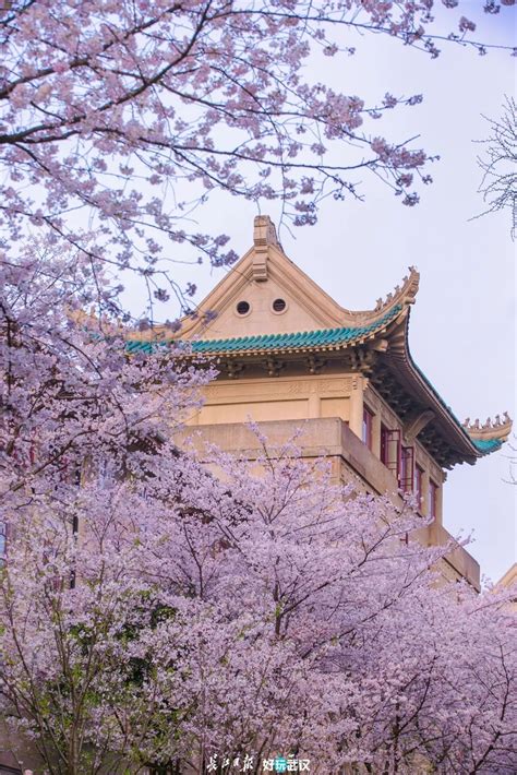 武汉大学樱花季高清图片下载-正版图片500698099-摄图网