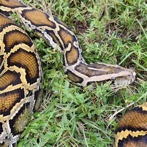 Image result for Python Snake Eating Cow