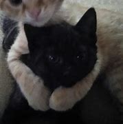 Image result for Black and White Cat Matching PFP