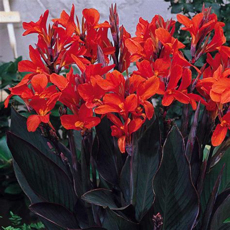 Perennial,Jumbo Canna Lily Bulbs,for Stunning Garden Displays-1 Bulb-C in 2025 | Bulb flowers ...