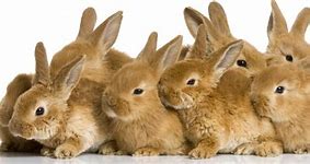 Image result for Cute White Baby Rabbits