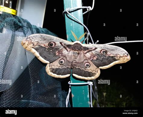 Giant Peacock Moth